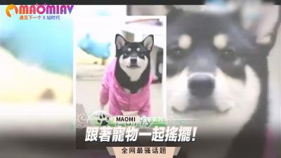 跟着宠物一起摇摆! 跟着宠物一起摇摆!